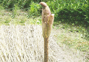 近江ちぢみ