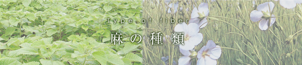 麻の種類
